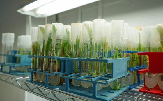 test tubes with plant speciments 