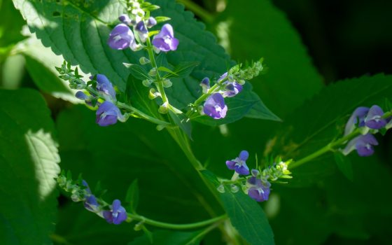 Tiny, purple flowers along stem branches
