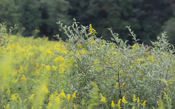 autumn olive plant in a meadow