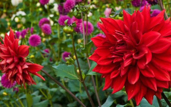 closeup of bright red dahlias among green foliage and other pink and white flowers in background