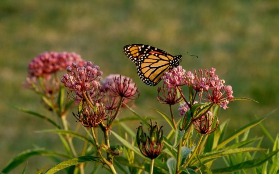 a monarch butterfly resting on a pink milkweed plant in a meadow