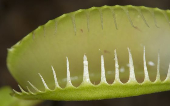 closeup of pale green open leaves of a carnivorous plant, edged by spines