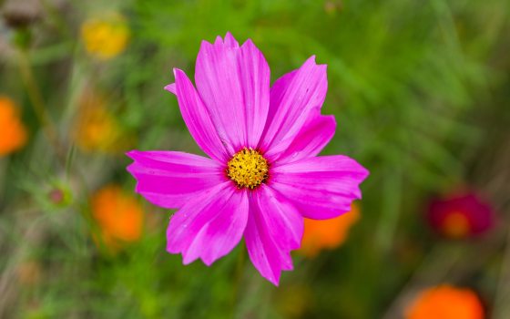 a close up of a pink flower with orange flowers in the background