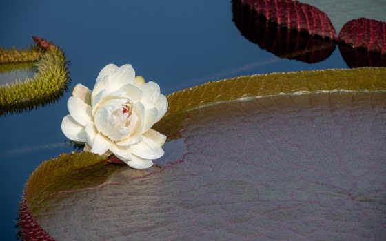close up of a waterlily platter with a white lotus flower