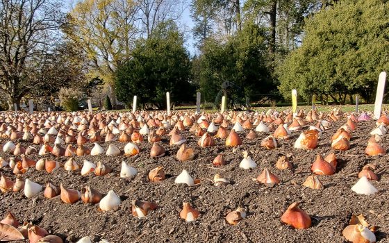 flower bulbs sitting on soil ready to plant