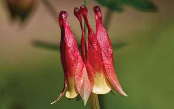 close up of bell-shaped red flowers with yellow edges