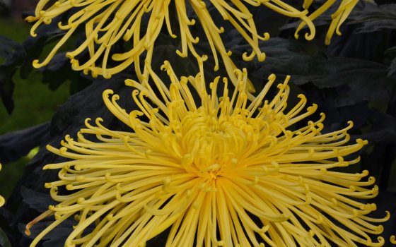 Large, yellow flowers with long thin petals