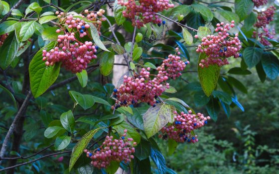 Closters of red berries with and few blue ones intermixed