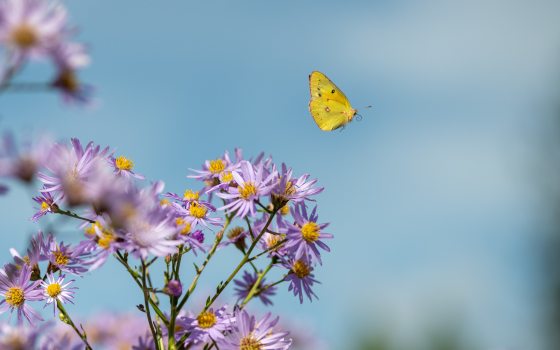 a yellow butterfly and pale lavender-colored blooms with yellow centers against a blue sky