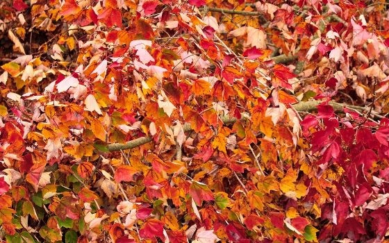 fall leaves in reds and yellows