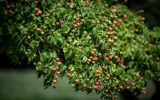 Bright red knobby balls hanging on long stems