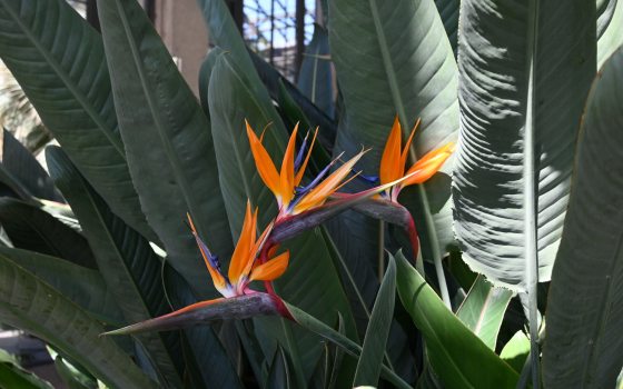 Bright orange and purple flowers with petals fanning backward like a bird's plume