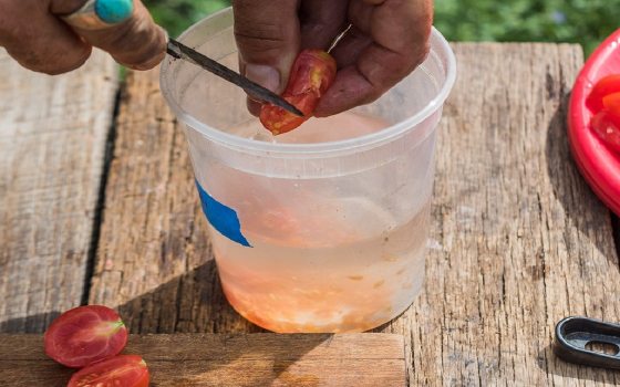 a person's hand with a knife cutting a small tomato