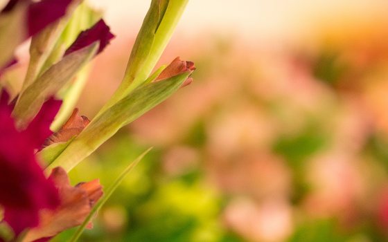 blurry background image of bouquets of flowers