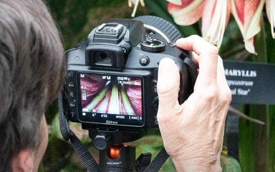 person with a camera shooting a flower close-up