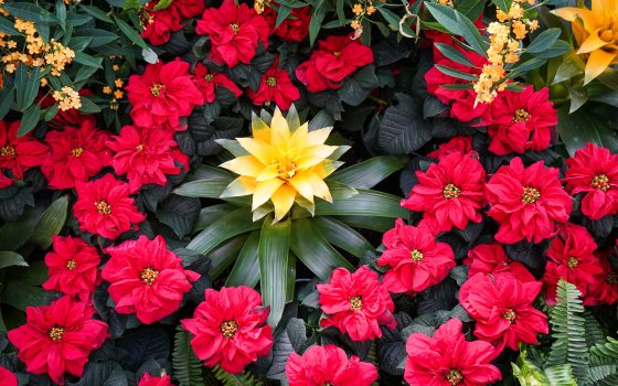 a ring of red poinsettias surround a yellow bloom