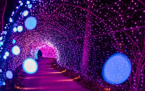 a sweeping tunnel of light changing from blue to purple to pink forms a canopy over a walkway curving through a natural landscape