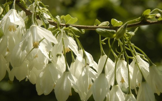 close up of a branch of a flowering tree with small white blooms