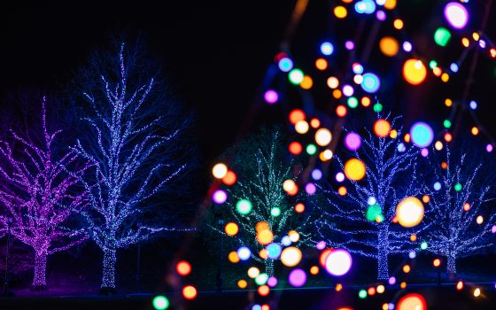 two large trees lit with purple and pink christmas lights with blurry lights on the right side