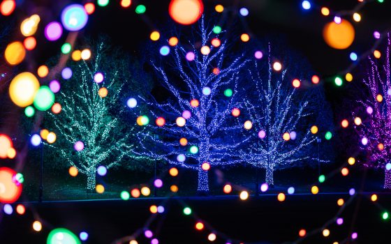lit christmas trees viewed through a framework of draped christmas lights
