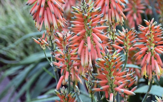 Bristle brush shaped orange flowers jutting up