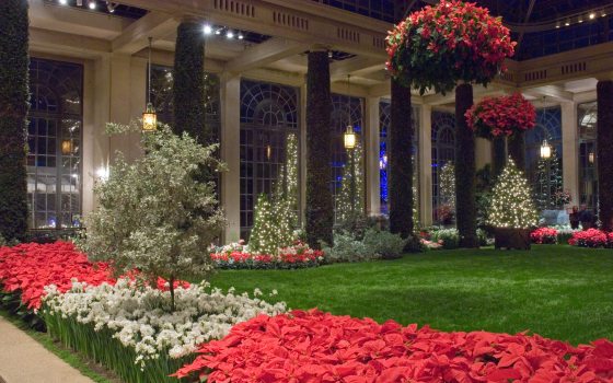 A green lawn, beds of red poinsettias and white narcissus, and large hanging baskets of poinsettias inside a grand glasshouse