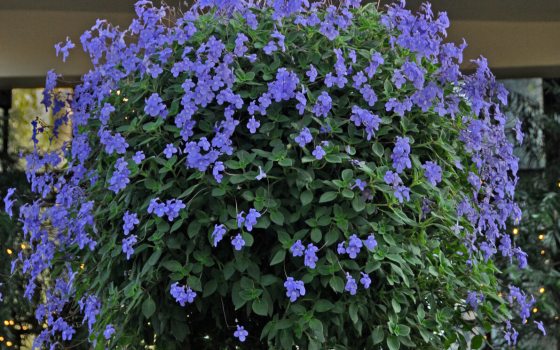 Many small purple flowers growing in an orb