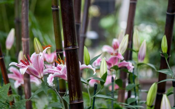 stalks of chocolate bamboo with pink lilies between the stalks