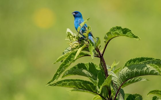 a blue indigo bunting sitting atop a plant with green grass behind it