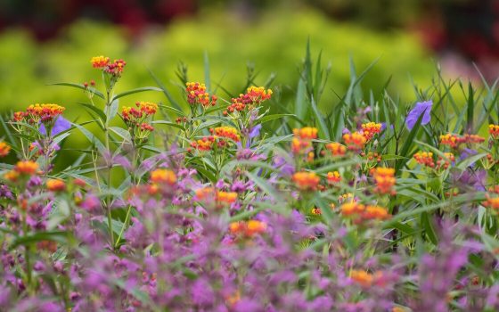 a bed of spring flowers in oranges, purples and greens