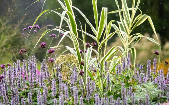 a close up image of purple flowers in the foreground and yellow in the background