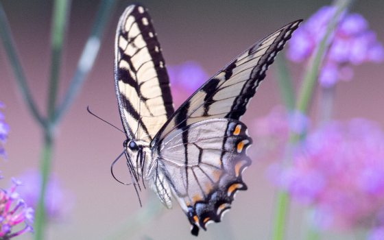 closeup of yellow and black butterfly among stems of purple flowers