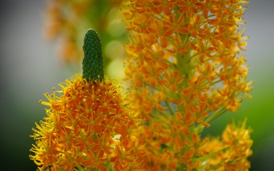 Two bright orange flower stalks with green tips