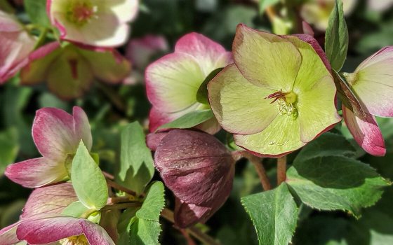 a close up of the hellebore plant with green and pink petals