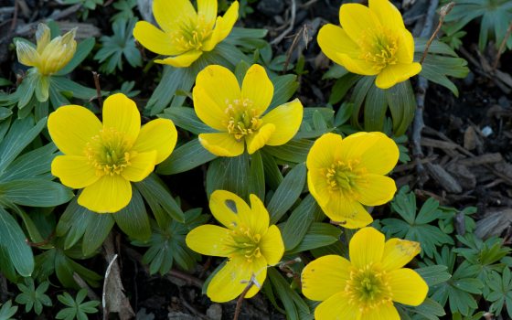 Multiple yellow buds coming up from the ground with collars of green leaves.