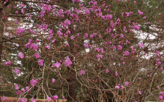 Dark pink flowers on the ends of many branches
