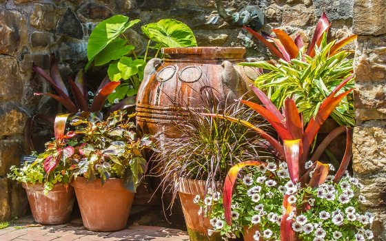 variety of small and large ceramic containers of planted tropical plants