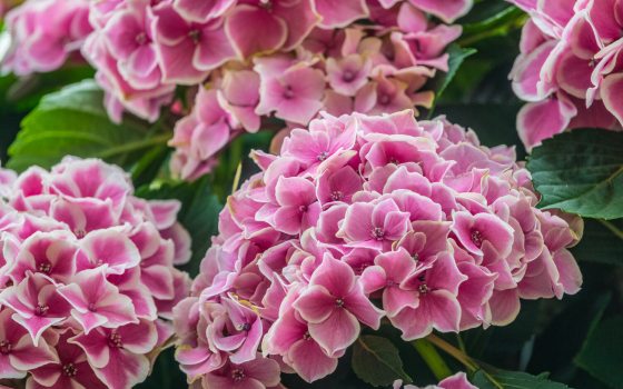 a close up image of pink and white hydrangea blooms