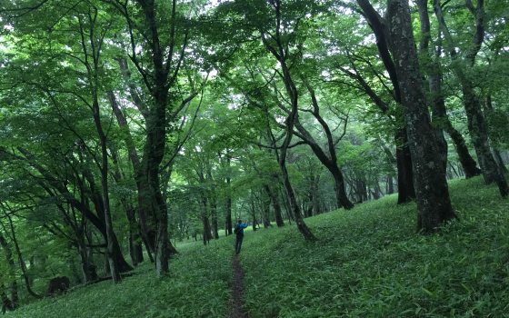 a lush forest with a person walking down a path