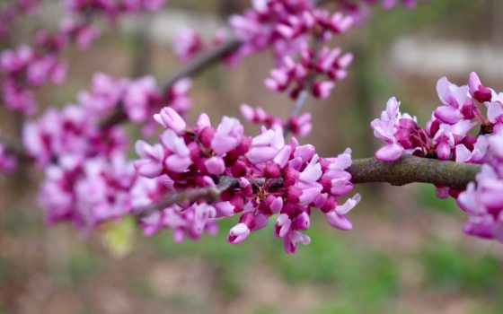 close up of a branch with pink redbuds in full bloom