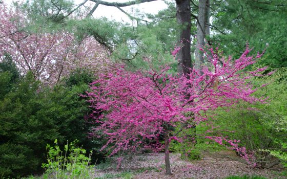 Small tree covered in tiny bring pink buds