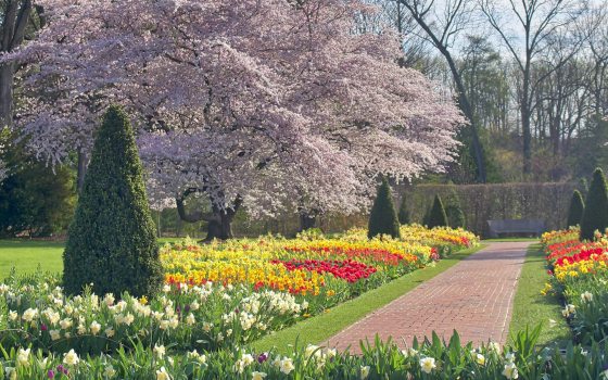 a brick walkway surrounded by yellow and red spring bulbs and flowering cherry trees