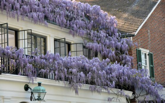 Vines with long, purple draping flowers growing along the house top of the house