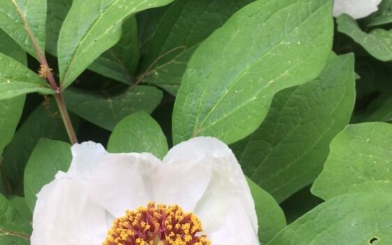 Cup shaped white flowers with large yellow centers