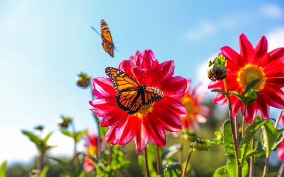 Two monarch butterflies on pink flowers underneather a blue sky.