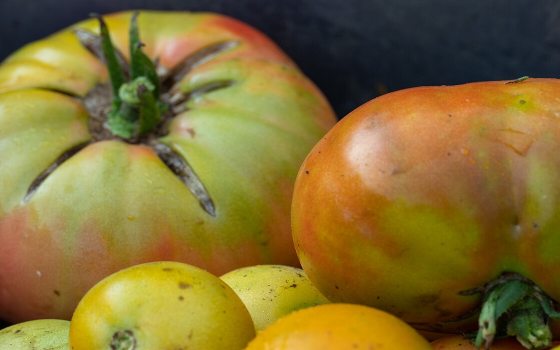 A harvest of tomatoes gathered in a pile.