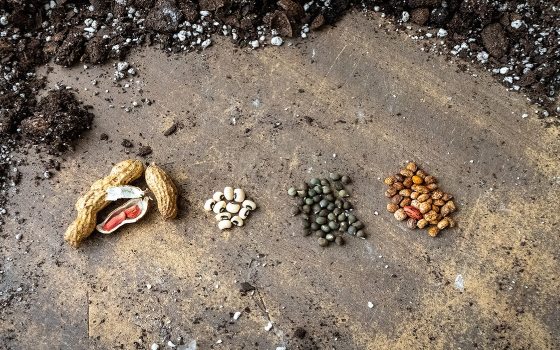 A collection of seeds arranged on a table surrounded by soil.