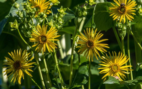 Tall, green stems with medium sized yellow flowers.