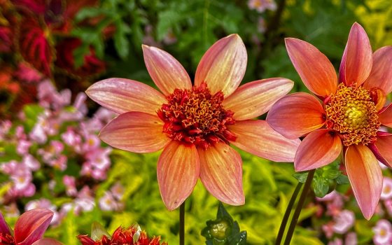 Closeup of 2 bright tangerine-colored dahlias, one with a red center, and one with a yellow center, against a blurred background of green foliage and pink and red flowers.