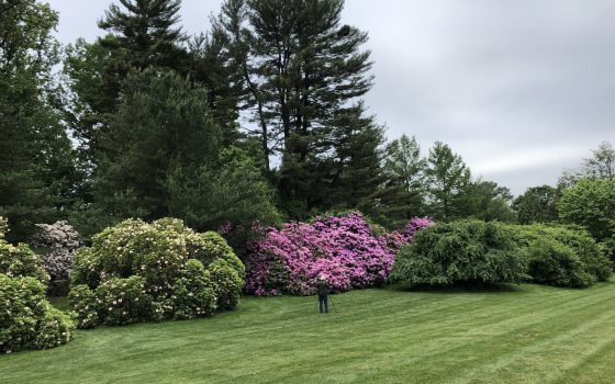 A landscape at Longwood Gardens featuring tall trees and rhododenrons in bloom.